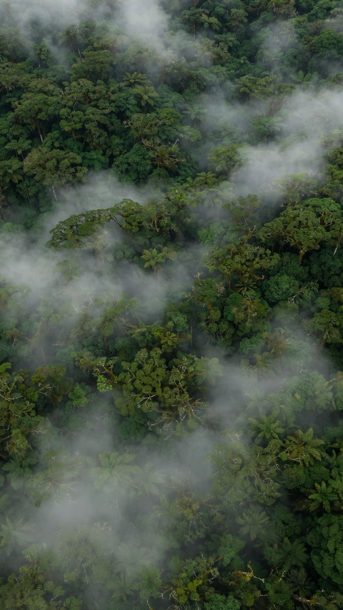 Rainforest Canopy Fog