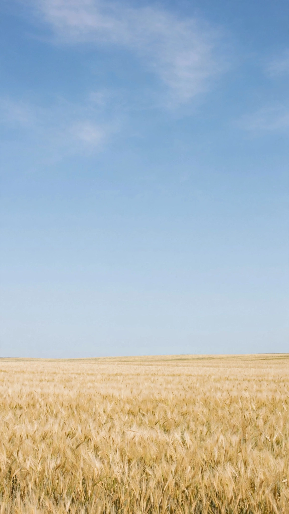 Wheat Field Sky